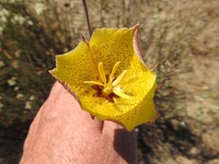 Calochortus weedii
