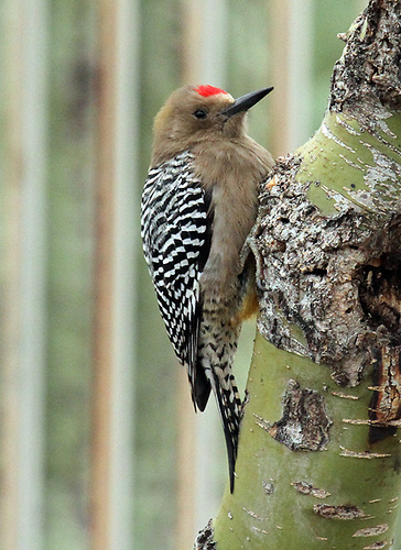 Gila Woodpecker Birds Of Chiricahua Nm · Naturalista Mexico