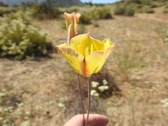 Calochortus weedii