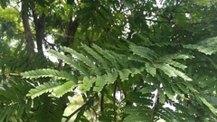 Cenostigma pluviosum