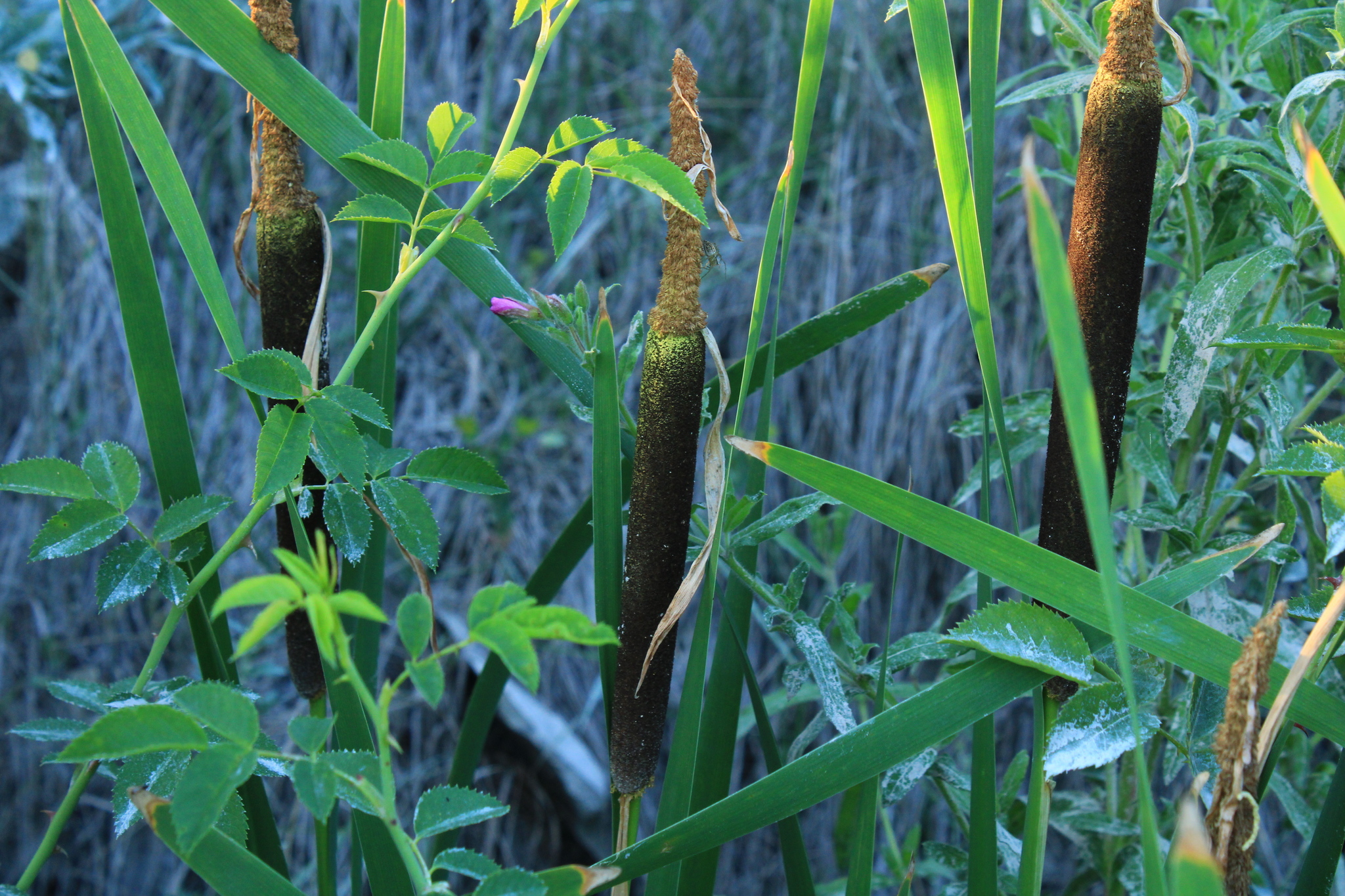 Typha shuttleworthii W.D.J.Koch & Sond.