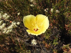 Calochortus weedii