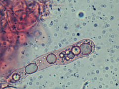 Scytinostroma artocreas