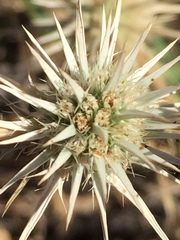 Eryngium aristulatum