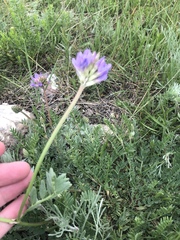 Astragalus laxmannii robustior