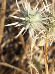 Eryngium aristulatum