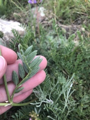 Astragalus laxmannii robustior