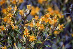 Chuquiraga avellanedae