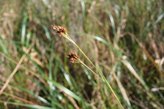 Rhynchospora brownii