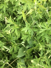 Geranium sibiricum