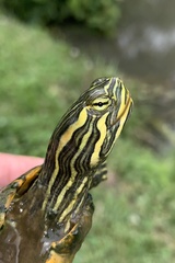 Trachemys scripta troostii