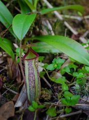 Nepenthes macfarlanei