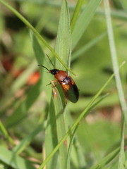 Stenolophus teutonus