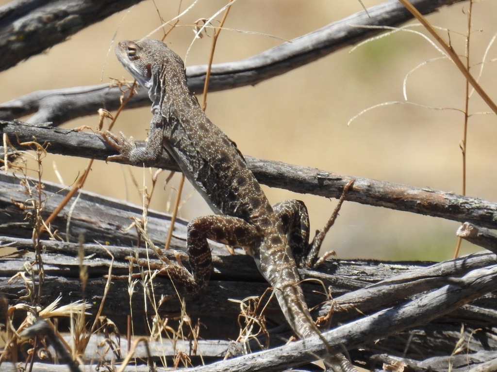 Long-nosed Leopard Lizard