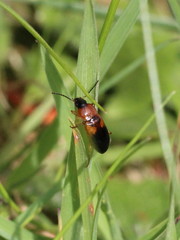 Stenolophus teutonus