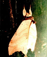Pseudobarobata