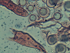 Scytinostroma incrustatum