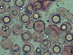 Scytinostroma incrustatum