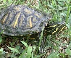 Trachemys scripta troostii