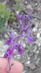 Linaria elegans