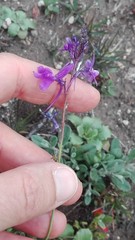 Linaria elegans