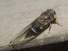 Lemuriana apicalis