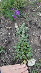 Linaria elegans