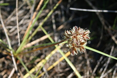 Cyperus nitidus