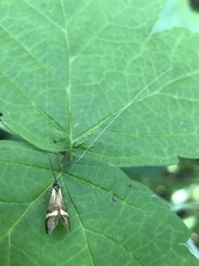 Nemophora degeerella