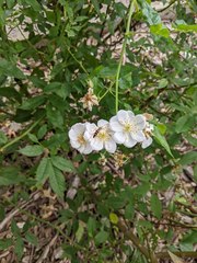 Strangalia luteicornis