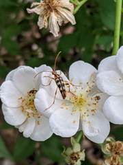 Strangalia luteicornis