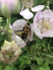 Bombus hypnorum