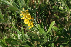 Eriosema psoraleoides