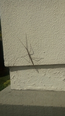 Cladoxerus cryphaleus