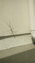 Cladoxerus cryphaleus