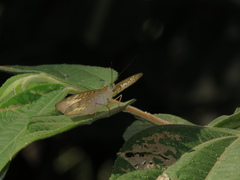 Tanaecia pelea