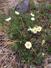 Dryas alaskensis
