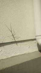 Cladoxerus cryphaleus