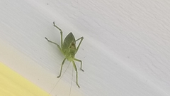 Paracyrtophyllus robustus