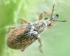 Malvapion malvae