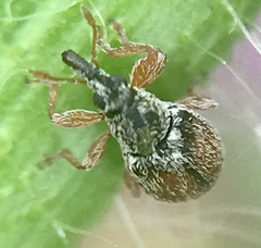 Malvapion malvae