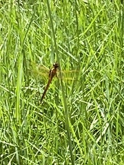 Libellula auripennis