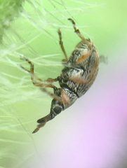 Malvapion malvae