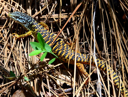 Northern Alligator Lizard