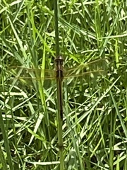 Libellula auripennis