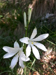 Paradisea liliastrum