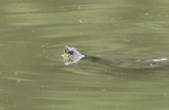 Trachemys scripta troostii