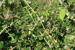 Plectroniella armata