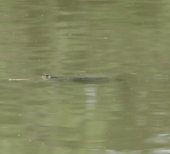Trachemys scripta troostii