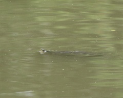 Trachemys scripta troostii
